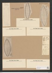 Surirella turgida W. Sm. (de-Toni-Nr.: Genus 53, Species 2237) Zeichnungen Sammlung Grunow Nr. 4662 (NHMW-BOT-W0372728)